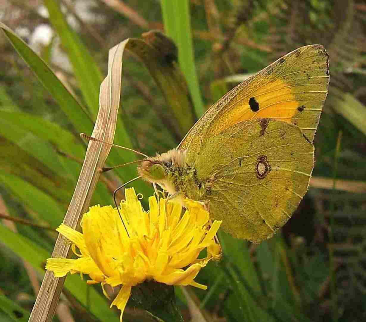 Colias crocea Colias crocea